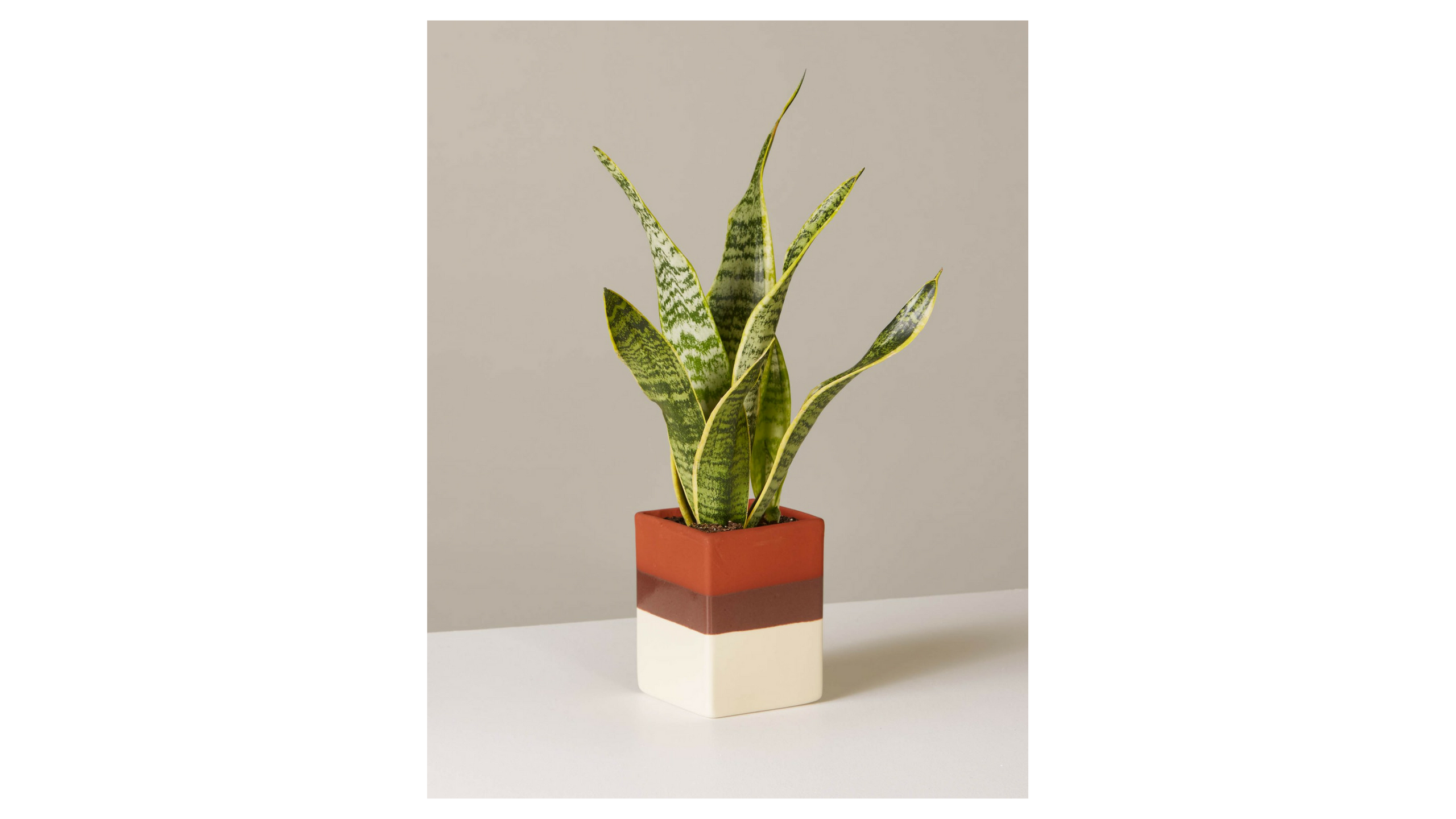 the sill snake plant