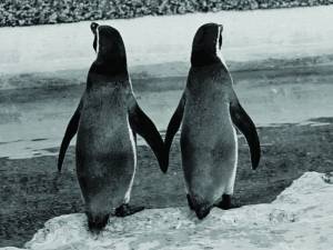 penguins in love