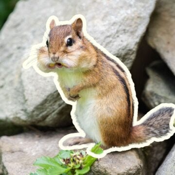 squirrel with cheeks filled with nuts