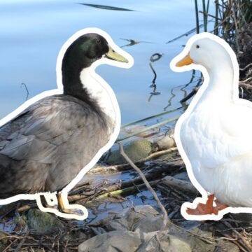 two ducks looking at eachother at the edge of a pond