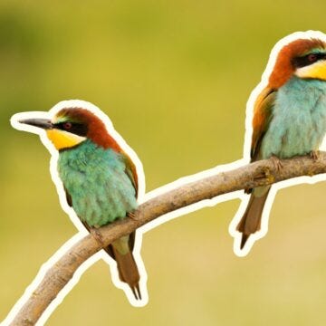 two colorful birds facing away from each other on a tree branch