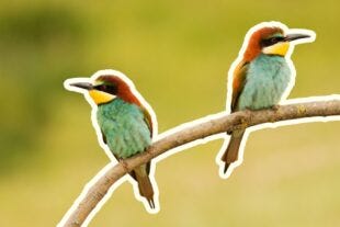 two colorful birds facing away from each other on a tree branch